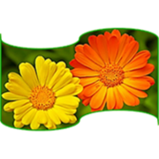 Heilkräuterschule Plantago GmbH Logo