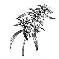Jardiniste par Nature. Sàrl Logo