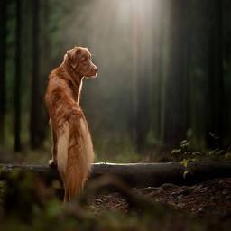 Swedish Dog School Sàrl Logo
