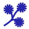 Cane Advisory Sàrl Logo